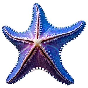 Starfish In Sunset View PNG Nvg39