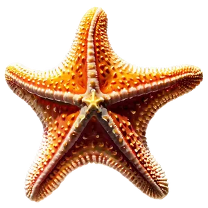 Starfish In Sunset View PNG Oos