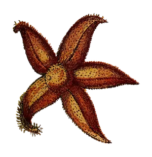 Starfish_on_ Black_ Background