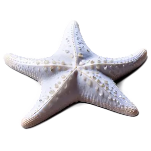 Starfish On Sand Dollar PNG 22 PNG