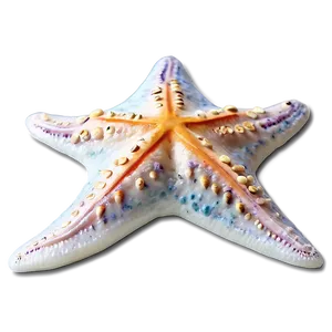 Starfish On Sand Dollar PNG Xpb PNG