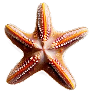 Starfish On The Beach PNG Fnn