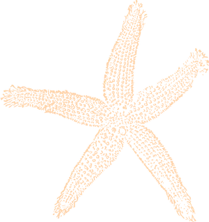 Starfish Sketch Clipart PNG image