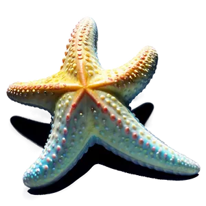 Starfish Transparent PNG 05262024 PNG
