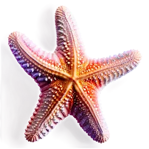 Starfish Transparent PNG Acr78 PNG