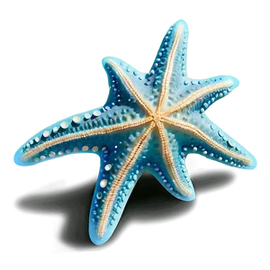 Starfish Underwater Image PNG Mly