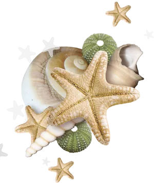 Starfishand Seashells Clipart PNG image