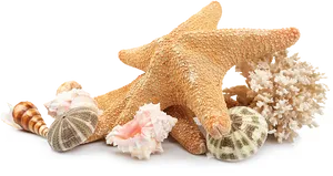 Starfishand Seashells Collection PNG image