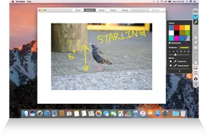 Starling Identificationon Computer Screen PNG image