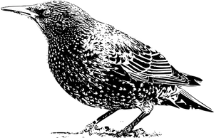 Starling Silhouette Graphic