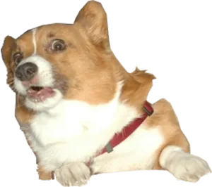 Startled Corgi Expression