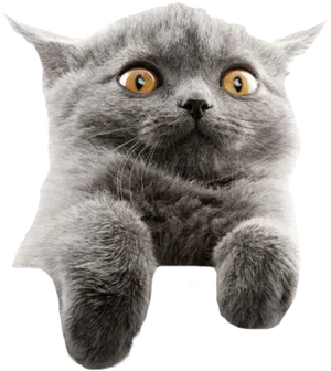 Startled Gray Cat Meme PNG image