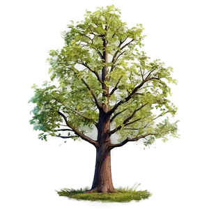"stately Elm Tree PNG" 04302024