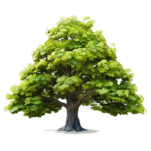 "stately Elm Tree PNG" 98