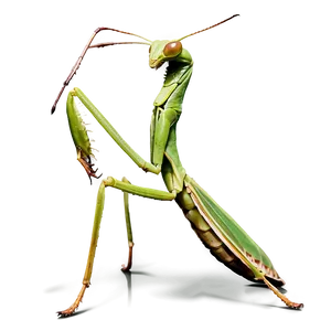 Stealthy Praying Mantis PNG 06122024 PNG