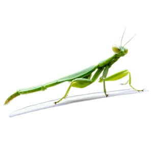 Stealthy Praying Mantis PNG Yda60 PNG