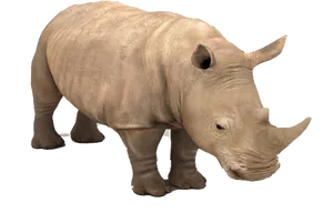 Stoic Rhinoceros Profile PNG