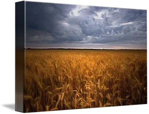 Stormy Sky Over Golden Wheat Field PNG image