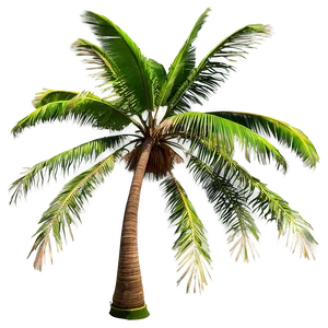 Stormy Sky Palms PNG Uyr PNG