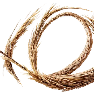 Straw-like Dry Grass PNG Loj PNG
