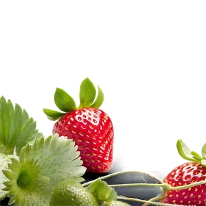 Strawberry Crop PNG Lhr92 PNG