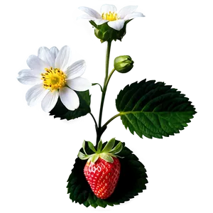 Strawberry Flower PNG 96 PNG