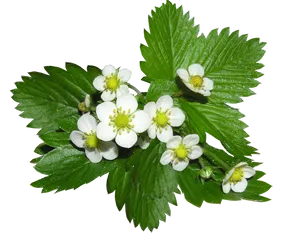 Strawberry Flowersand Leaves