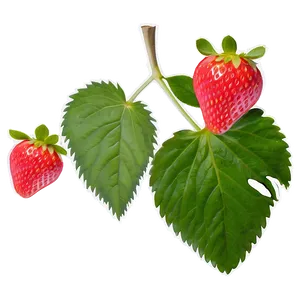 Strawberry Leaf PNG Wab PNG