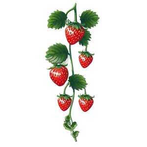 Strawberry Vine PNG Whw45 PNG