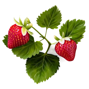 Strawberry With Leaves Png 81 PNG image