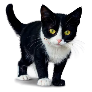 Stray Cat Clipart PNG 06122024 PNG