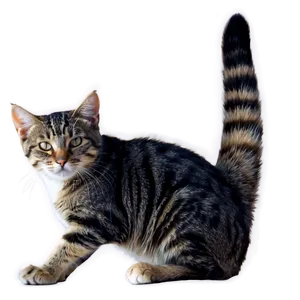 Stray Cat Clipart PNG 06122024 PNG