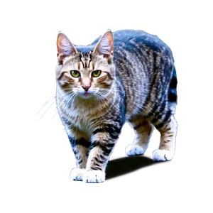 Stray Cat PNG Jci7 PNG