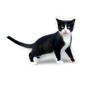 Stray Cat PNG Jta PNG