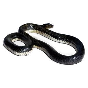 Striking Black Snake PNG 06132024