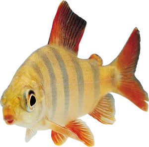 Striped Aquarium Fish.png