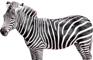 Striped Beauty Zebra Profile PNG image
