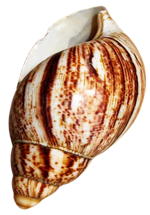 Striped Marine Conch Shell PNG image