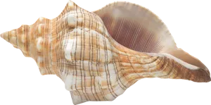 Striped Marine Seashell.png PNG image