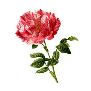 Striped Red White Rose Black Background