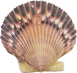 Striped Scallop Seashell.png PNG image