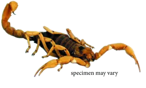 Striped Scorpion Specimen.png PNG image