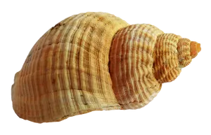 Striped Sea Shell Isolated PNG image