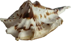 Striped Seashell Isolated.png