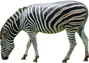 Striped Zebra Isolated.png PNG image
