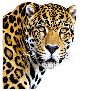 Stunning Jaguar PNG Etf