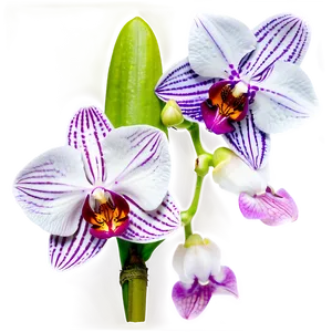 Stunning Orchid Png 06252024 PNG image