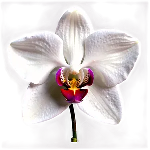 Stunning Orchid PNG 56 PNG