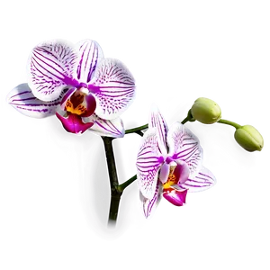 Stunning Orchid Png Wab27 PNG image