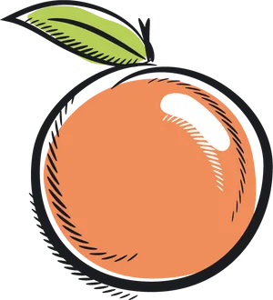 Stylized Apricot Illustration PNG image
